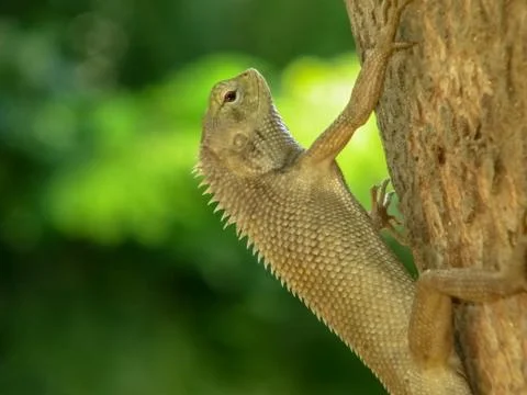 Lizard on the tree Stock Photos