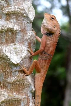 Lizard on the Tree Stock Photos