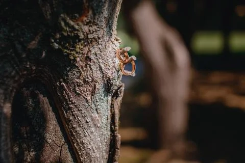 Lizard on a tree	 Stock Photos
