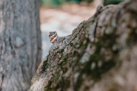 Lizard on tree	 Stock Photos