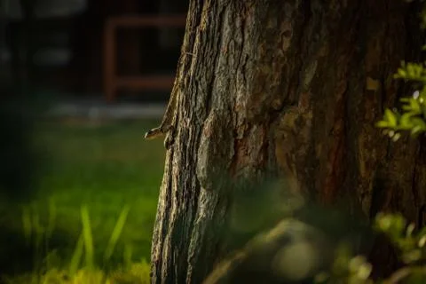 Lizard on the tree 写真素材