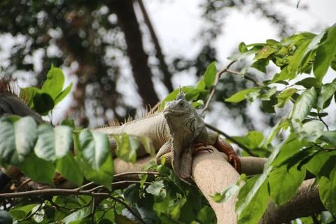 Lizard on the tree Stock Photos