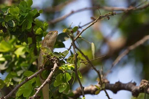 Lizard In A Tree Stock Photos