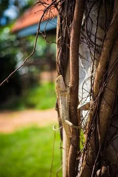 Lizard on the tree Stock Photos