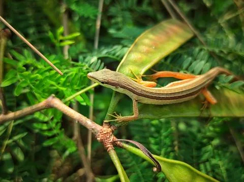 Lizard on the tree Stock Photos