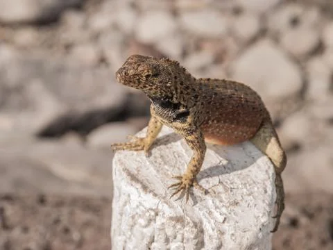 Lizard on Tree Stump Stock Photos