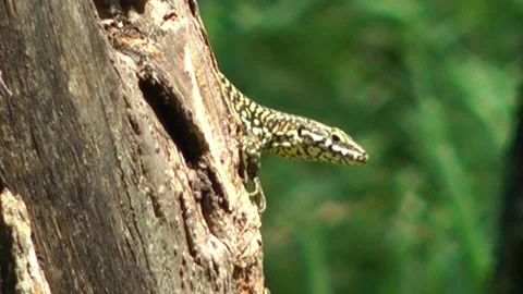 Lizard on a tree trunk. Video stock 152930074