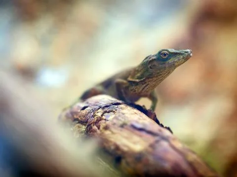 Lizard on tree trunk 스톡 사진
