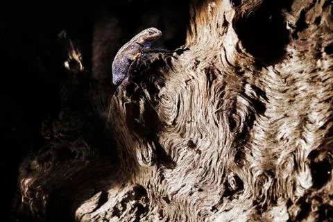 Lizard on a tree trunk Stock Photos