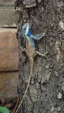 Lizard on the tree trunk Stock Photos