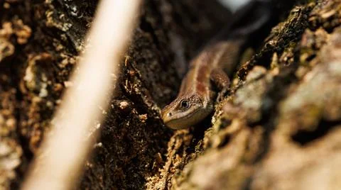 A lizard on a tree trunk, surrounded by plants, blending with the environment Stock Photos