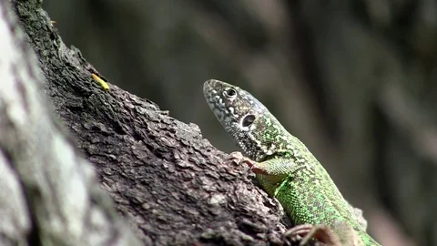 Lizard on a tree in wild nature Stock Footage 75176062