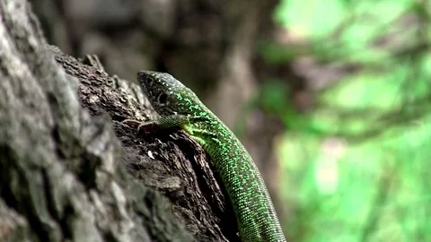 Lizard on a tree in wild nature Stock Footage 75176091