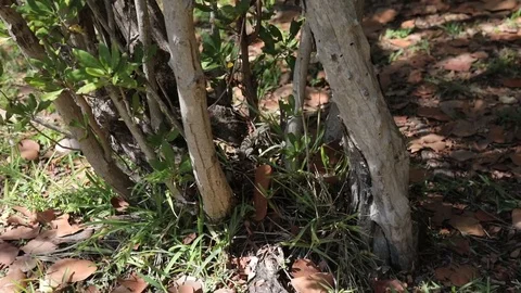 Lizard in the Trees at the Beach Video stock 83982450