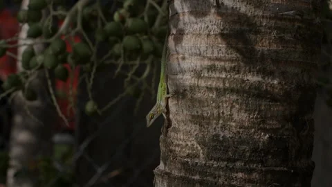 Lizard in the trees Stock Footage 245814208