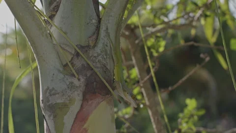 Lizard in the trees Stock Footage 245860578