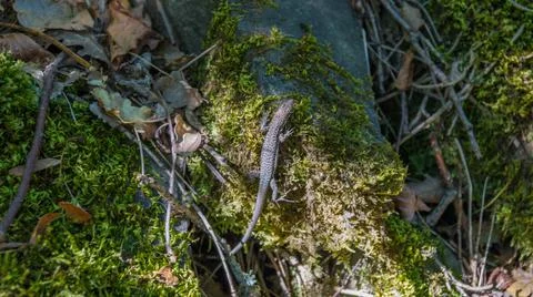 A lizard on the trunk of a moss-covered tree Stock Photos