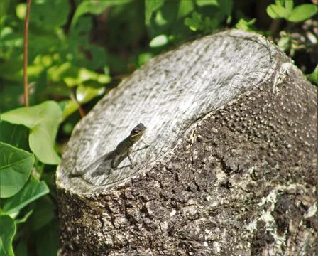 Lizard on the trunk, sunbathing Stock Photos