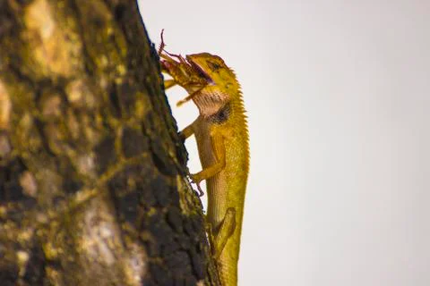 Lizard on the trunk of the tree swallows prey Stock Photos