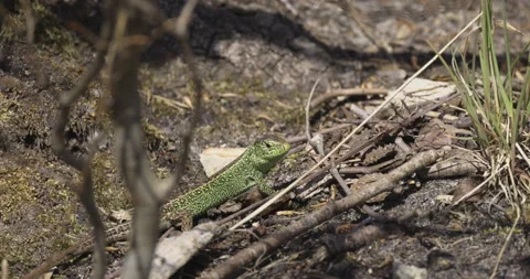Lizard turns its head, 4K slomo Stock Footage 194033017