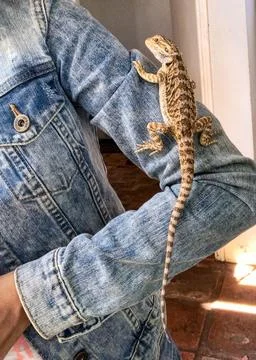 Lizard on tutor&amp;#39;s arm Stock Photos