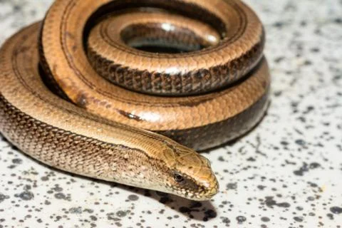 A lizard twisted in a circle basks in the sun, a slow and timid amphibian. Stock-Fotos