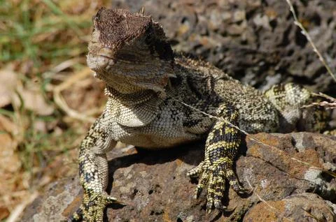 Lizard under the sun. Image of the Australian countryside. Victoria Stock Photos