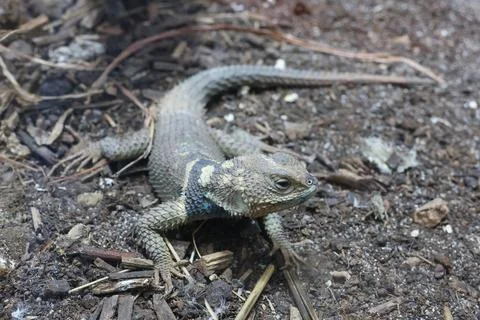 Lizard with unique patterns and colors lies on the ground, surrounded by dirt Stock Photos