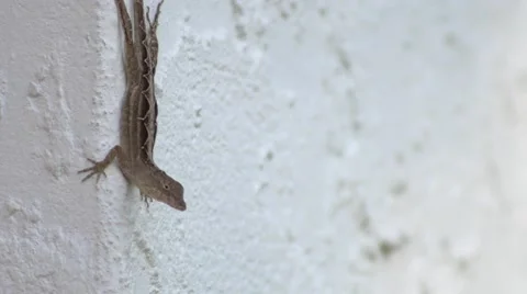 LIzard upside down on stucco wall, 4K Stock Footage 50313580