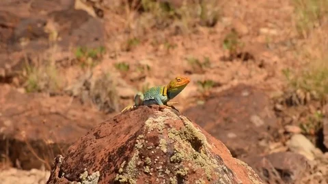 Lizard in Utah Видео 74549221