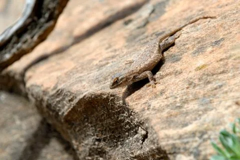 Lizard on Utah Red Rock Stock Photos