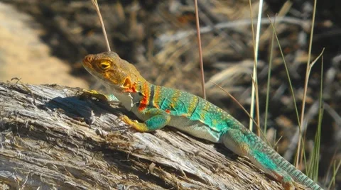 Lizard, Utah, USA Stock Footage 7139107