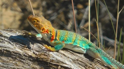 Lizard, Utah, USA Stock Footage 7139127