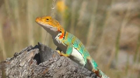 Lizard, Utah, USA Stock Footage 7139169