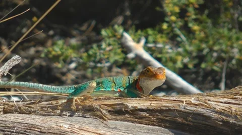 Lizard, Utah, USA Vídeo Stock 7139218