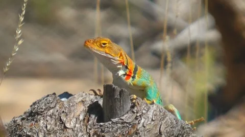 Lizard, Utah, USA Stock Footage 7139248