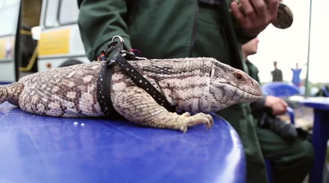 Lizard Varan on a leash Stock Footage 63790415