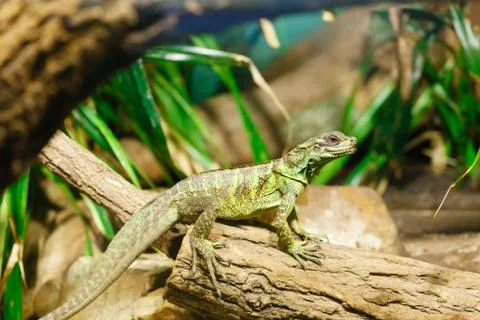 Lizard varanus Stock Photos