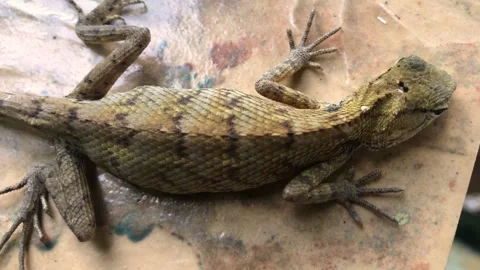 Lizard video Stock Footage 274439556