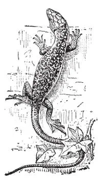 Lizard, vintage engraving Stockillustratie
