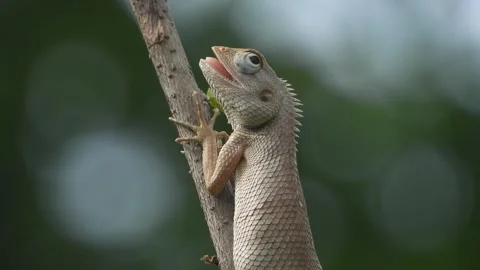Lizard waiting for food in stick . Stockbeeldmateriaal 346011262