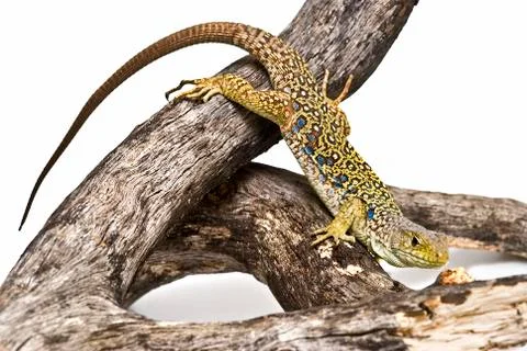 Lizard waiting for a prey. Stock Photos
