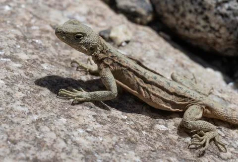 Lizard Wakhan Corridor Stock Photos