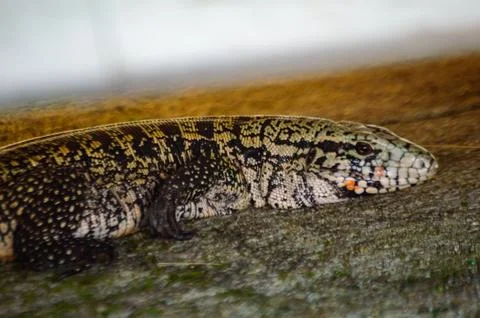 A lizard walking along the sidewalk Stock Photos