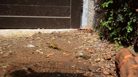 Lizard walking arround Stock Footage 119453144