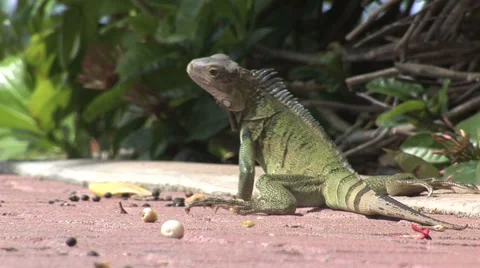 Lizard walking away Aruba island in the caribbean Stock Footage