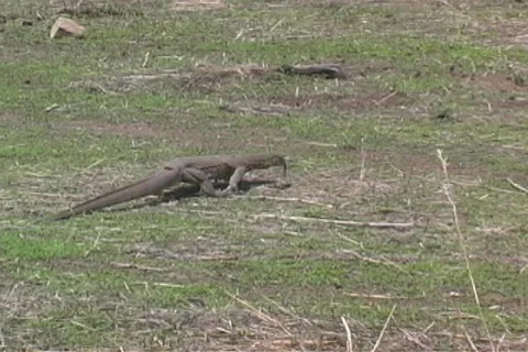 Lizard walking in bush Video stock 96579