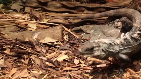 Lizard walking Stock Footage 39997725