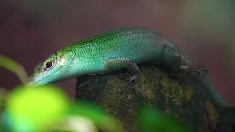 Lizard walking Stock Footage 246547958