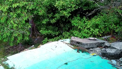 A lizard is walking looking for food Stock Footage 332821876